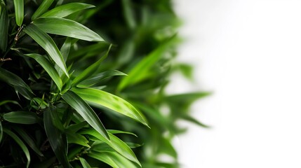 Fototapeta premium Lush Green Bamboo Leaves on White Background.