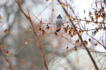 A bullfinch on a branch feeds on seeds in winter