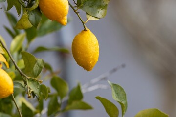 A ripe lemon (Citrus limon) hangs from a branch with water droplets on its textured peel. Fresh, organic citrus fruit with green leaves and a soft-focus background