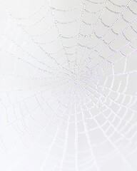 Delicate Spiderweb with Dew Drops Against Soft White Background