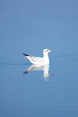 Seagull wander around looking for food in a lake