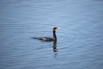 Indian Cormorant swimming in water stock photo