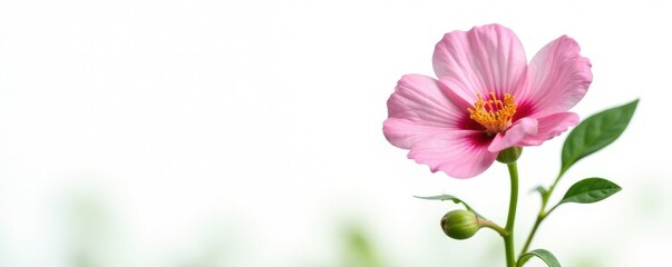 Obraz premium Portulaca oleracea isolated on white with delicate petals, greenery, isolated flower