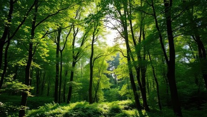 Lush green forest with sunlight filtering through trees, leafy canopy, forest floor, overgrown vegetation