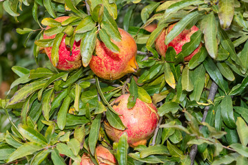 fruit photos. ripe pomegranate on a tree.