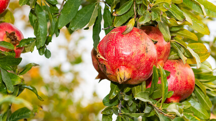fruit photos. ripe pomegranate on a tree.