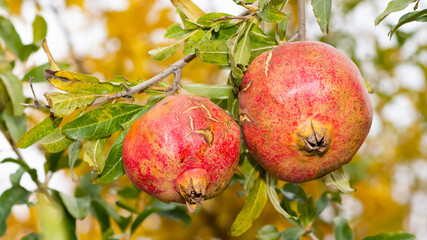 fruit photos. ripe pomegranate on a tree.