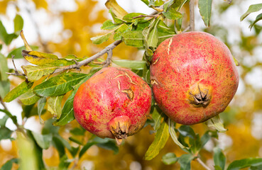 fruit photos. ripe pomegranate on a tree.