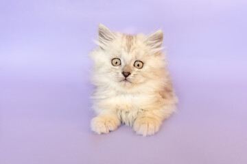 A cute silver tabby ragdoll crossbreed kitten in front of purple studio background