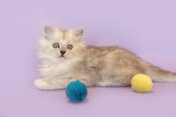 A cute silver tabby ragdoll crossbreed kitten in front of purple studio background