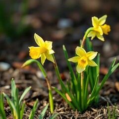 Delicate daffodil stems unfolding from the earth, flowers,