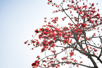 Shimul Ful Hi-resolution Stock Photo