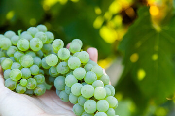 Hand holding freshly picked white grapes