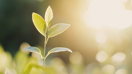 Fototapeta premium Green sprout emerging in sunlight, fresh plant growth against a softly lit natural background, symbolizing renewal and hope.