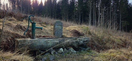 Henniborn im Frühling am Osthang des Goldbergs in der Nähe von Göttingerode, Landkreis Goslar,...