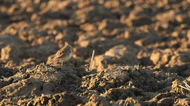 Skylark camouflaged in the field, skylark on a plowed field, well camouflaged brown bird, cute skylark looks into the camera, Alauda arvensis in the field