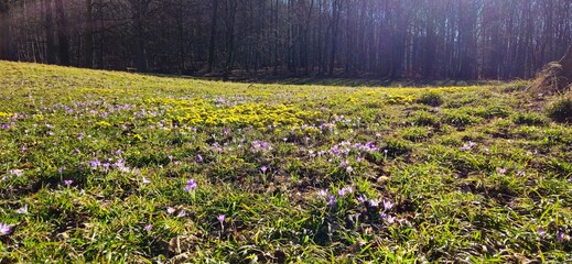 Winterlinge und Krokusse beim Frühlingserwachen im Schlosspark Ilsenburg im Harz beim Kloster...