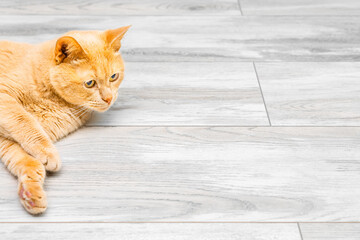 ginger cat lies on the gray floor. ginger cat lies on the gray floor. the cat sprawled on the...