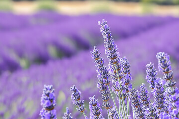 Obraz premium vivid lavender field, emphasizing the beauty of the flowers in full bloom. It captures the natural allure and tranquility of a lavender landscape, with a focus on the vibrant purple tones.