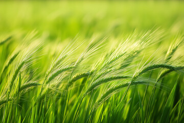 Obraz premium field of lush green grass or barley, with a focus on the natural movement and texture created by the wind.