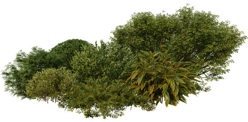 3D render of tropical shrubs and plants on transparent background
