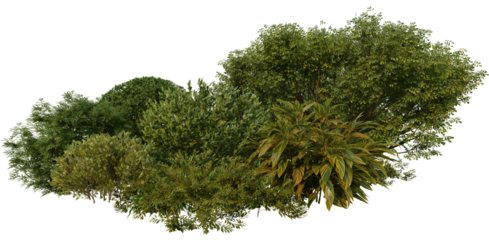 3D render of tropical shrubs and plants on transparent background
