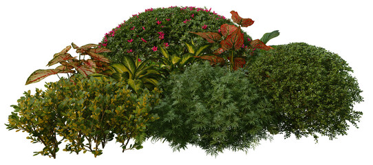 3D render of tropical shrubs and plants on transparent background
