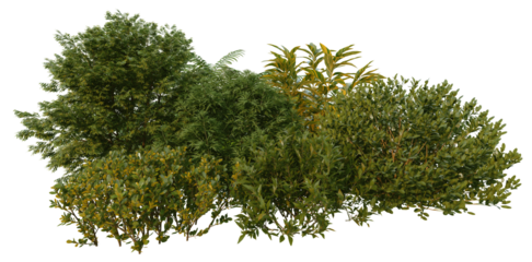 3D render of tropical shrubs and plants on transparent background
