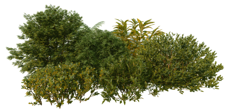 3D render of tropical shrubs and plants on transparent background
