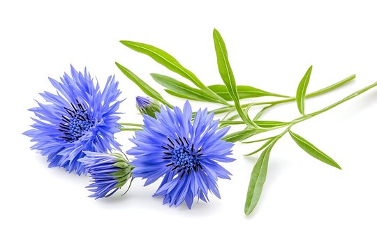 a group of blue flowers and green leaves