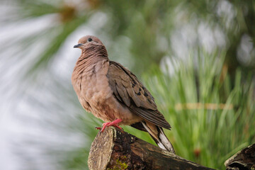 Eared Dove (Zenaida auriculata) perched on a branch.