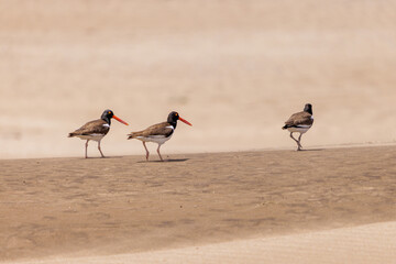 Three American Oystercatcher (Haematopus palliatus) walking on a dune on the Atlantic coast of Argentina.