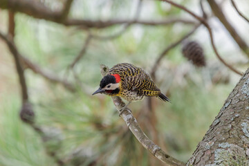 Green-barred Woodpecker (Colaptes melanochloros) perched on a branch.