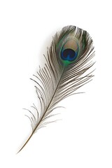 a close up of a peacock feather