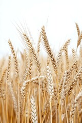 a close up of a field of grass