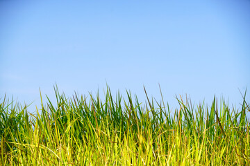 Bright Green Grass Field Under Clear Blue Sky During Daytime