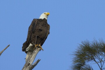 american bald eagle