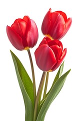 Naklejka premium a group of red tulips with green leaves