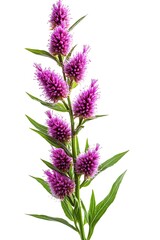 Obraz premium a group of purple flowers on a green stem
