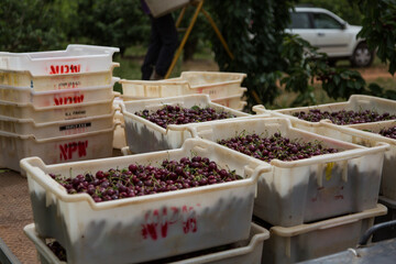 Lugs of freshly picked cherries