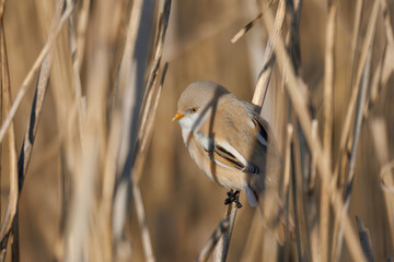An adult female Bearded reedling sits on a dry reed perpendicular to the camera lens on a sunny spring day.
