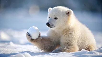Fotobehang Ijsbeer A playful polar bear cub in a snowy landscape gently holds a small snowball, showcasing its soft fur and endearing charm in a winter wonderland.  © Dounghathai