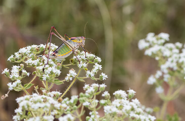 flowers insects and natural habitat. photos of various grasshoppers.