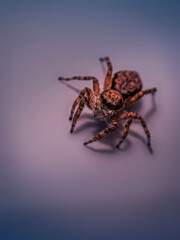 Small jumping spider, macro photography