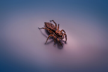 Small jumping spider, macro photography