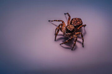 Small jumping spider, macro photography