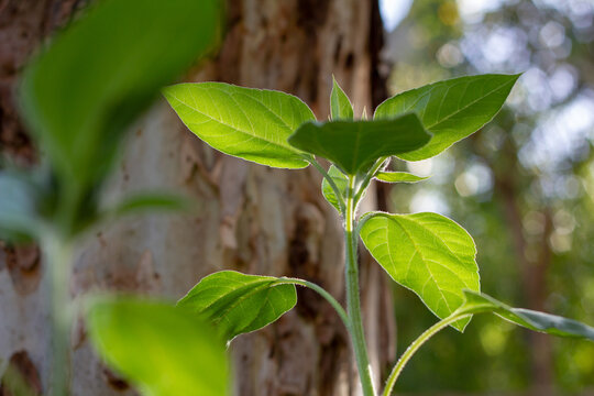 sunflower plant glowing in afternoon light
