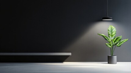 Obraz premium Minimalist plant decor, simple green plant in elegant black pot, soft light illuminating modern space, perfect for design projects.