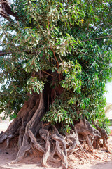 scène urbaine avec un arbre dans la ville de Bissau en Guinée en Afrique