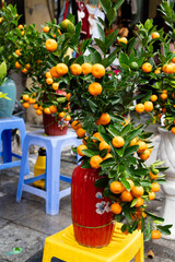 Brightly colored mandarin trees with lush green leaves fill eco-friendly pots, ready to adorn...